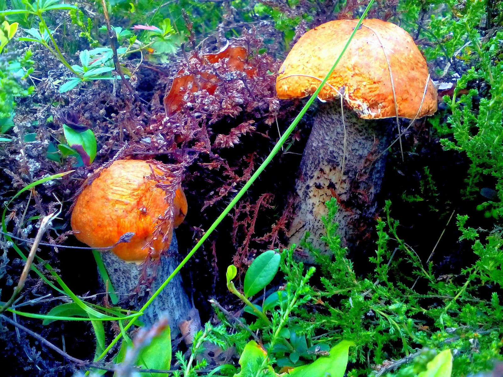 In the woods for mushrooms 2 - My, Forest, Nature, Longpost, Mushrooms, Fast