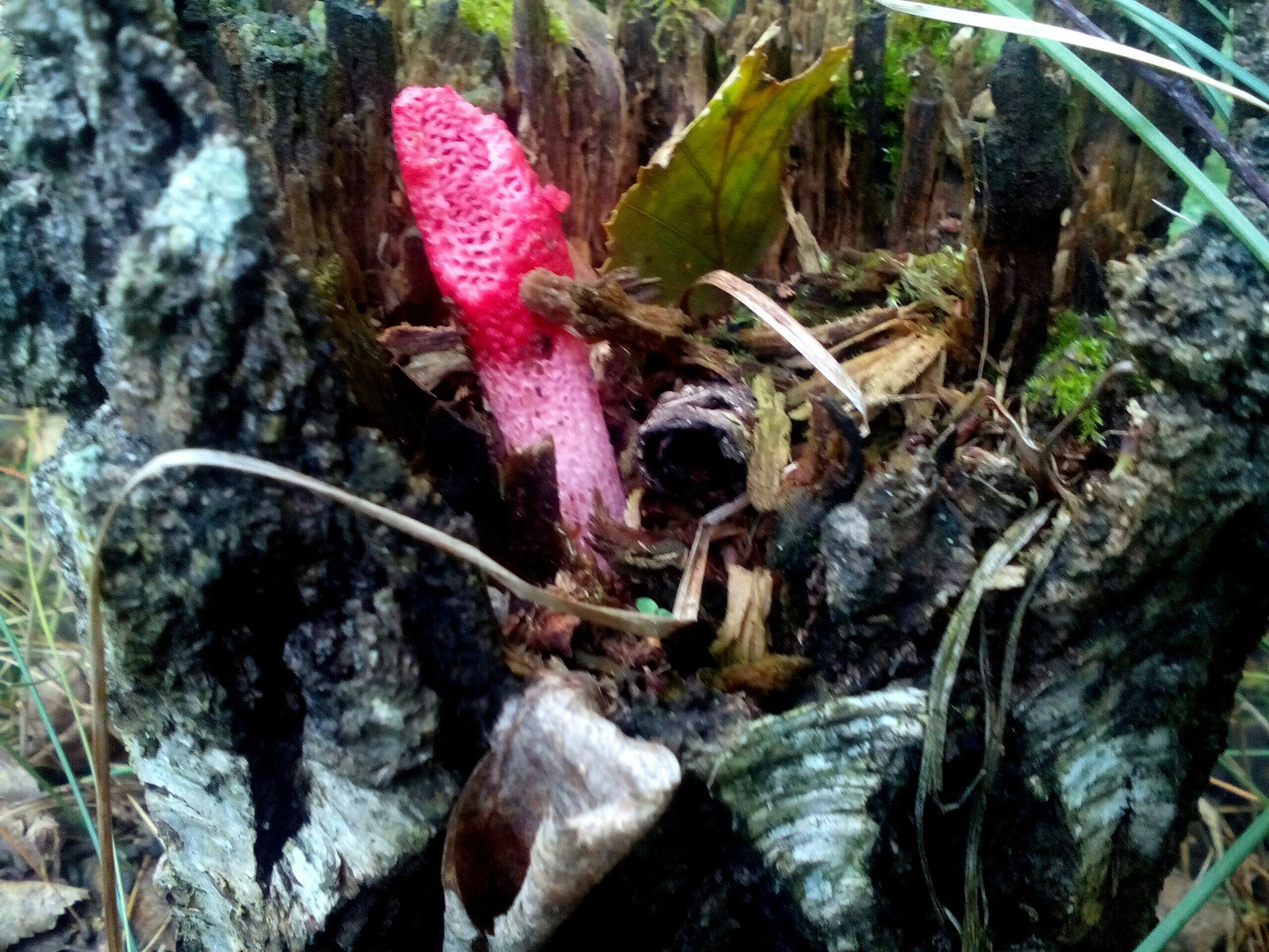 In the woods for mushrooms 2 - My, Forest, Nature, Longpost, Mushrooms, Fast