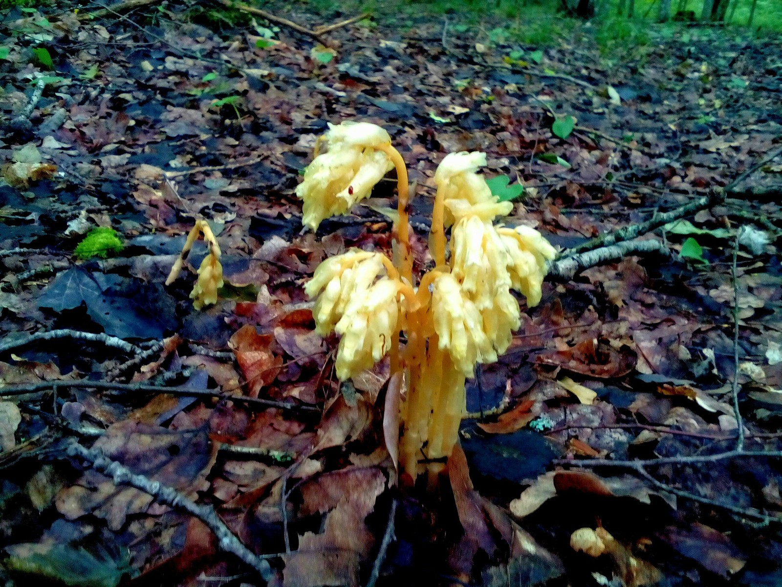 In the woods for mushrooms 2 - My, Forest, Nature, Longpost, Mushrooms, Fast