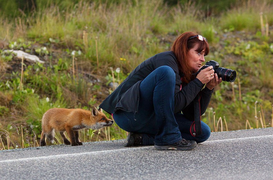 On the smell - Fox, Nature, Photographer