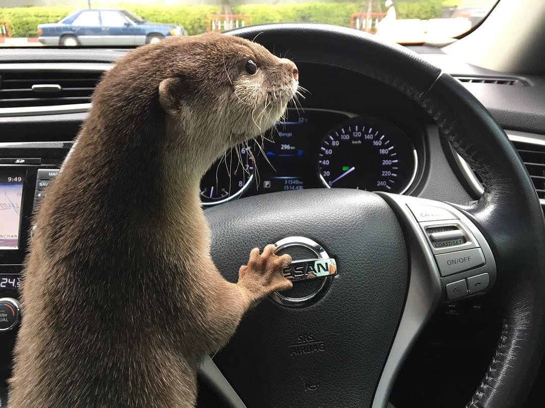 Personal driver - Otter, Otters, Milota, Animals