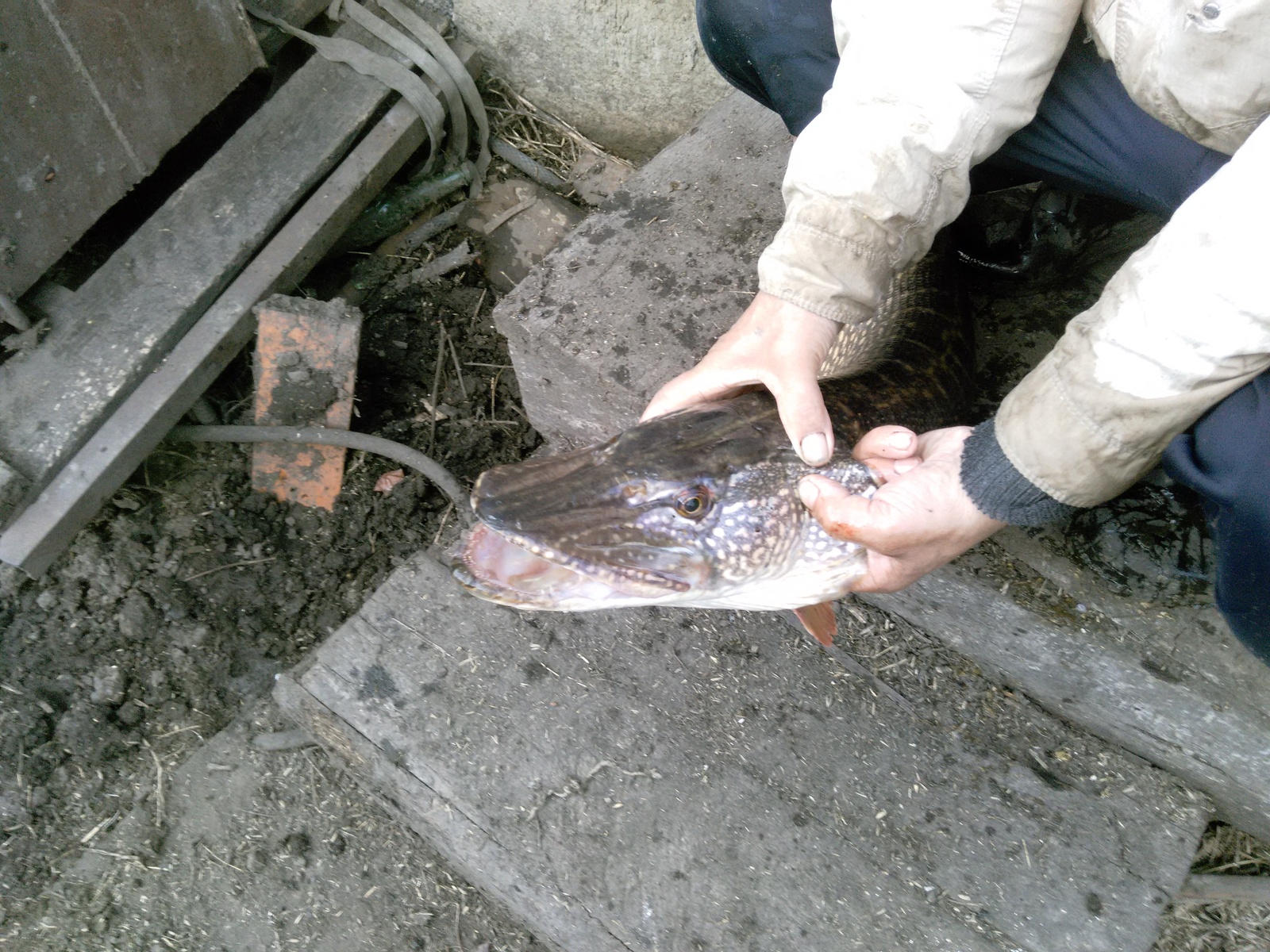 Dad caught last year - My, Pike, Fishing, Longpost