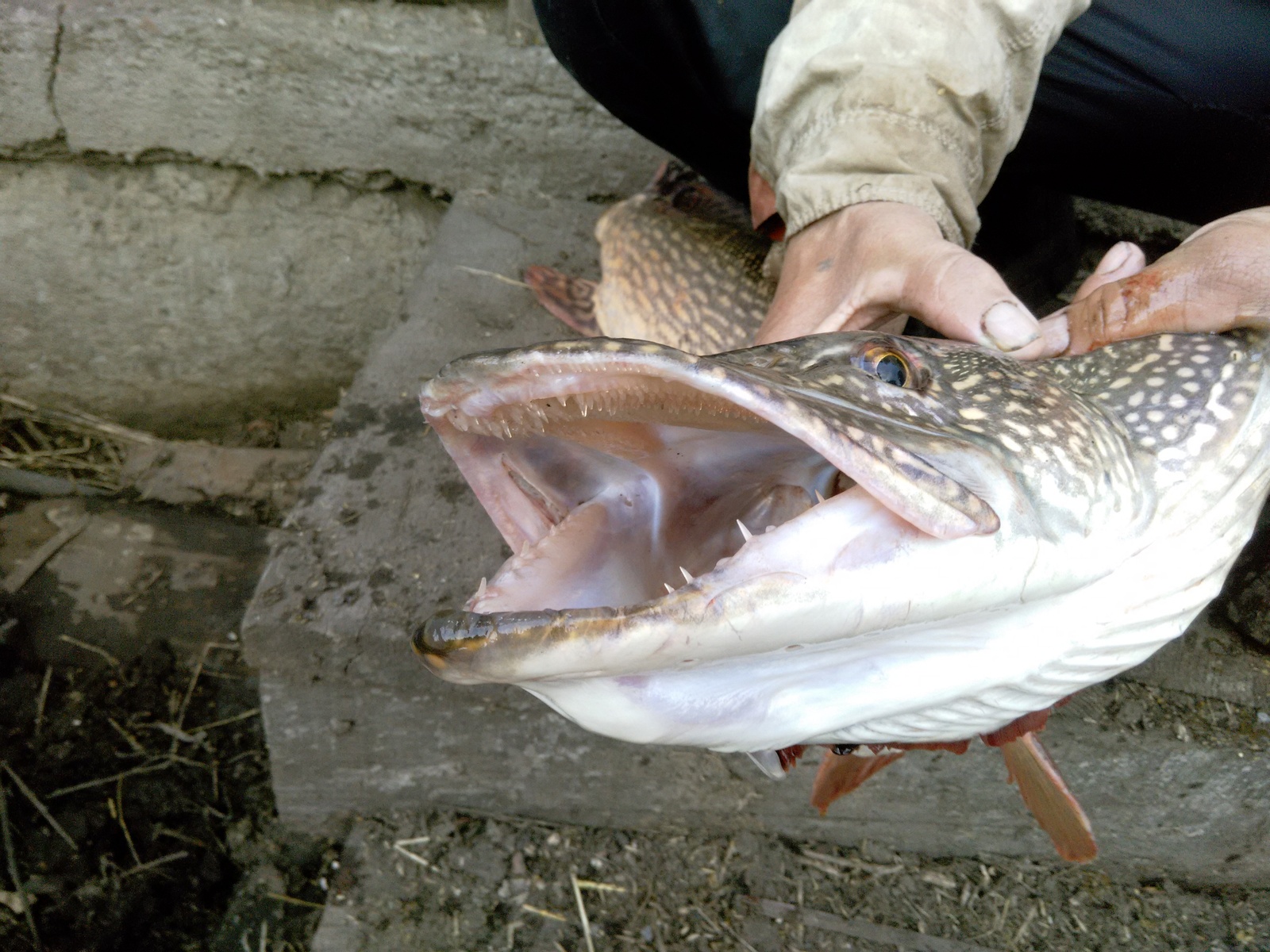 Dad caught last year - My, Pike, Fishing, Longpost