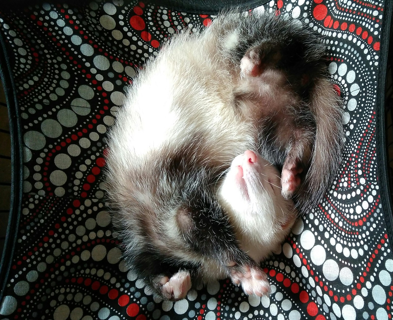 Chucky - My, Ferret, 