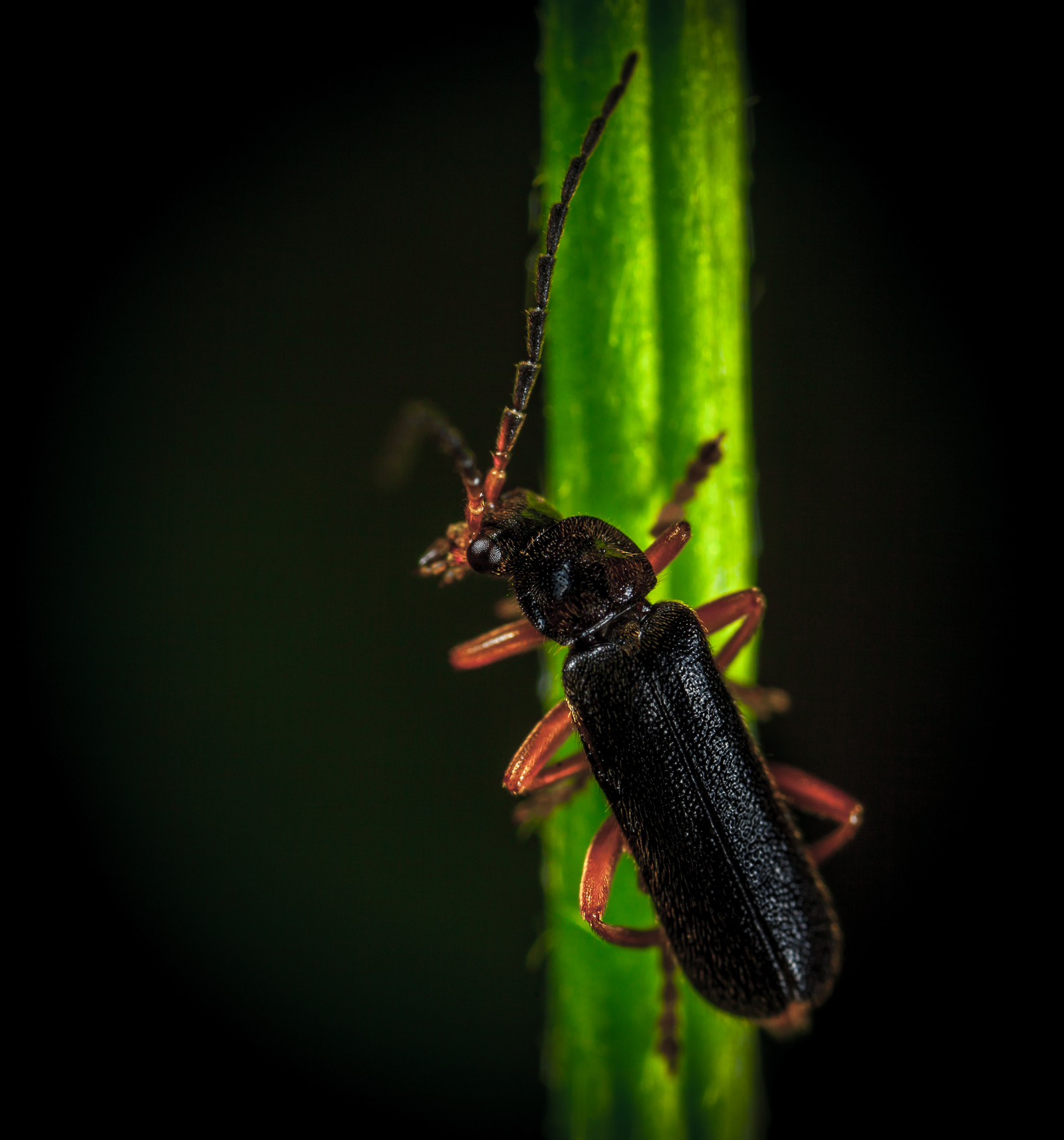 Macro hunting №121 - My, Arachnophobia, Insects, Arachnida, Bedbugs, Муха, Jumping spider, Sawfly, Soft-bodied