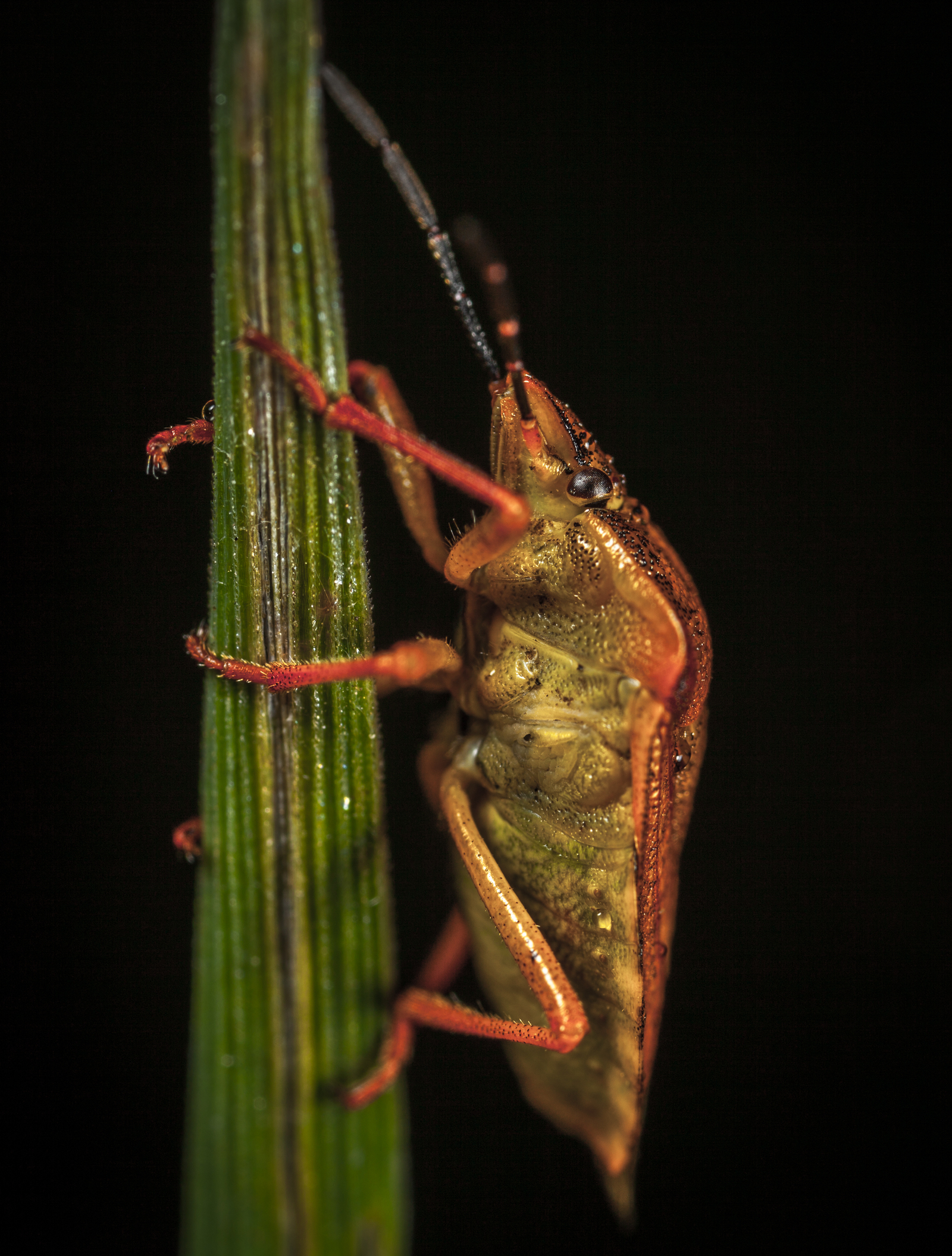 Macro hunting №121 - My, Arachnophobia, Insects, Arachnida, Bedbugs, Муха, Jumping spider, Sawfly, Soft-bodied