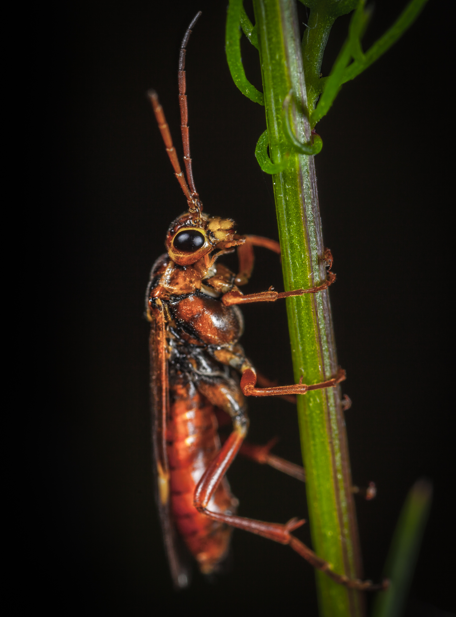 Macro hunting №121 - My, Arachnophobia, Insects, Arachnida, Bedbugs, Муха, Jumping spider, Sawfly, Soft-bodied