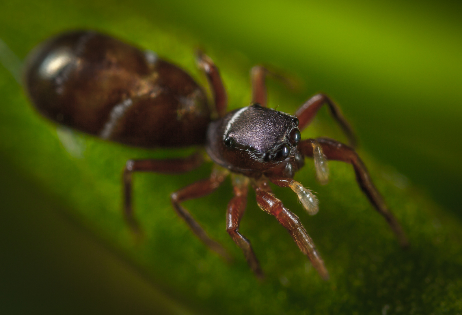 Macro hunting №121 - My, Arachnophobia, Insects, Arachnida, Bedbugs, Муха, Jumping spider, Sawfly, Soft-bodied