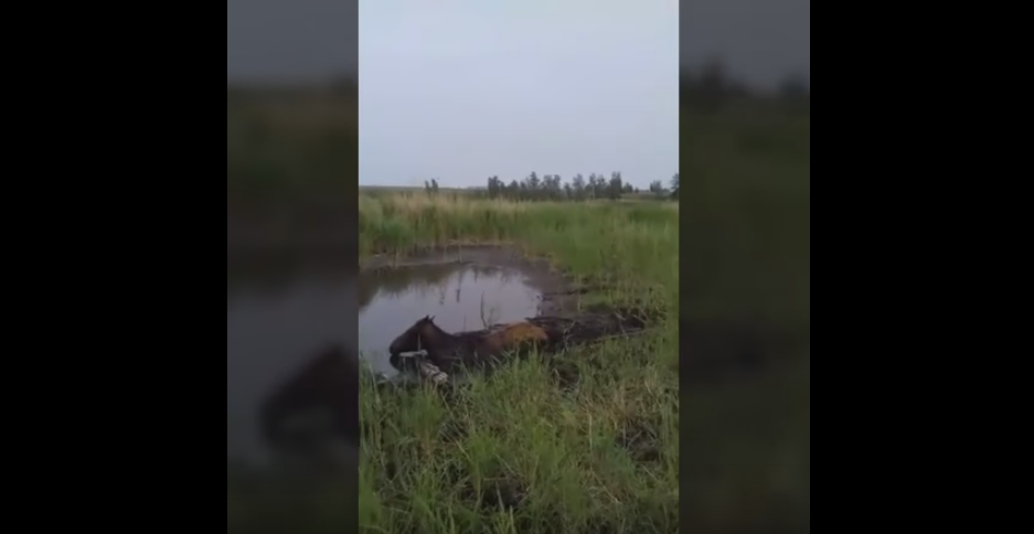 В Якутии из болота вытащили лошадь - Якутия, Лошади, Болото, Трактор, Видео