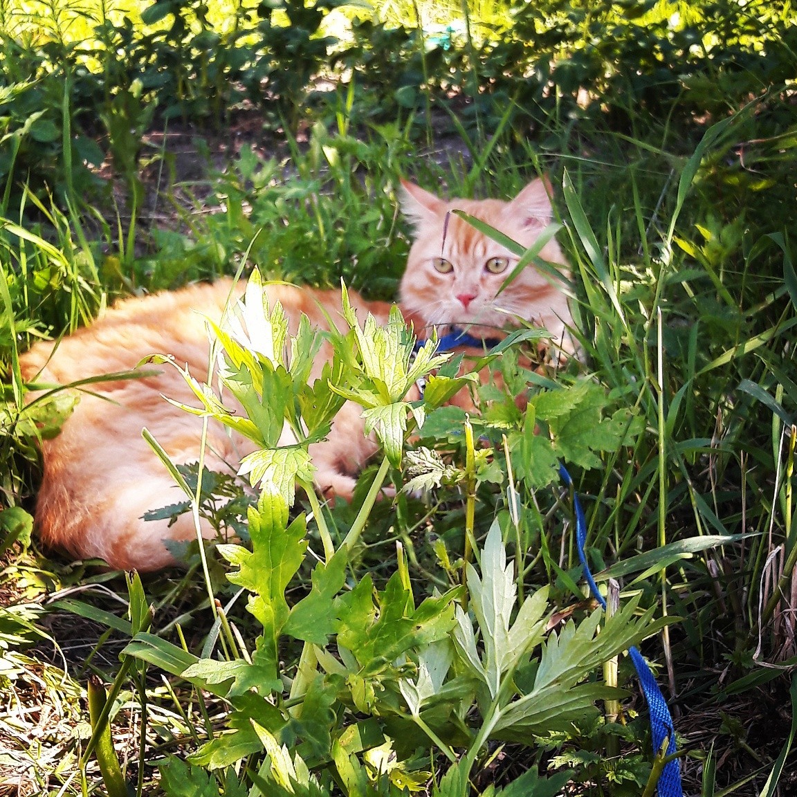 Summer. Dacha. - My, Flowers, Summer, KhMAO, Cat Red Cat!, Redheads, cat, Longpost