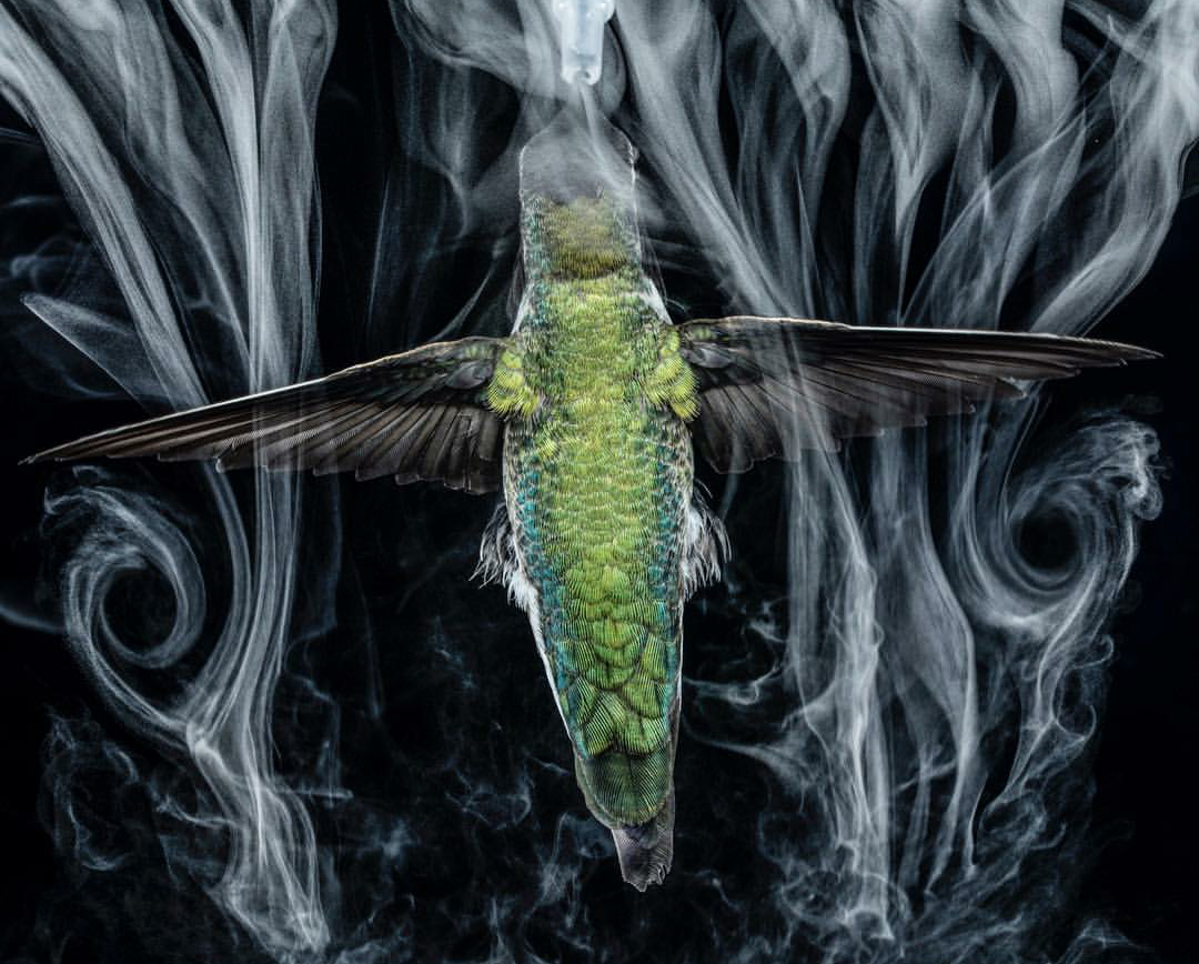 Vortexes of water vapor created by a hummingbird - Hummingbird, Birds