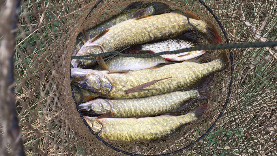 Pike on a surface wobbler with a leash. Krasnodar Territory st. Dzhumaylovka lake. Panura Estuary. - My, Fishing, Pike, Predatory fish, , Longpost