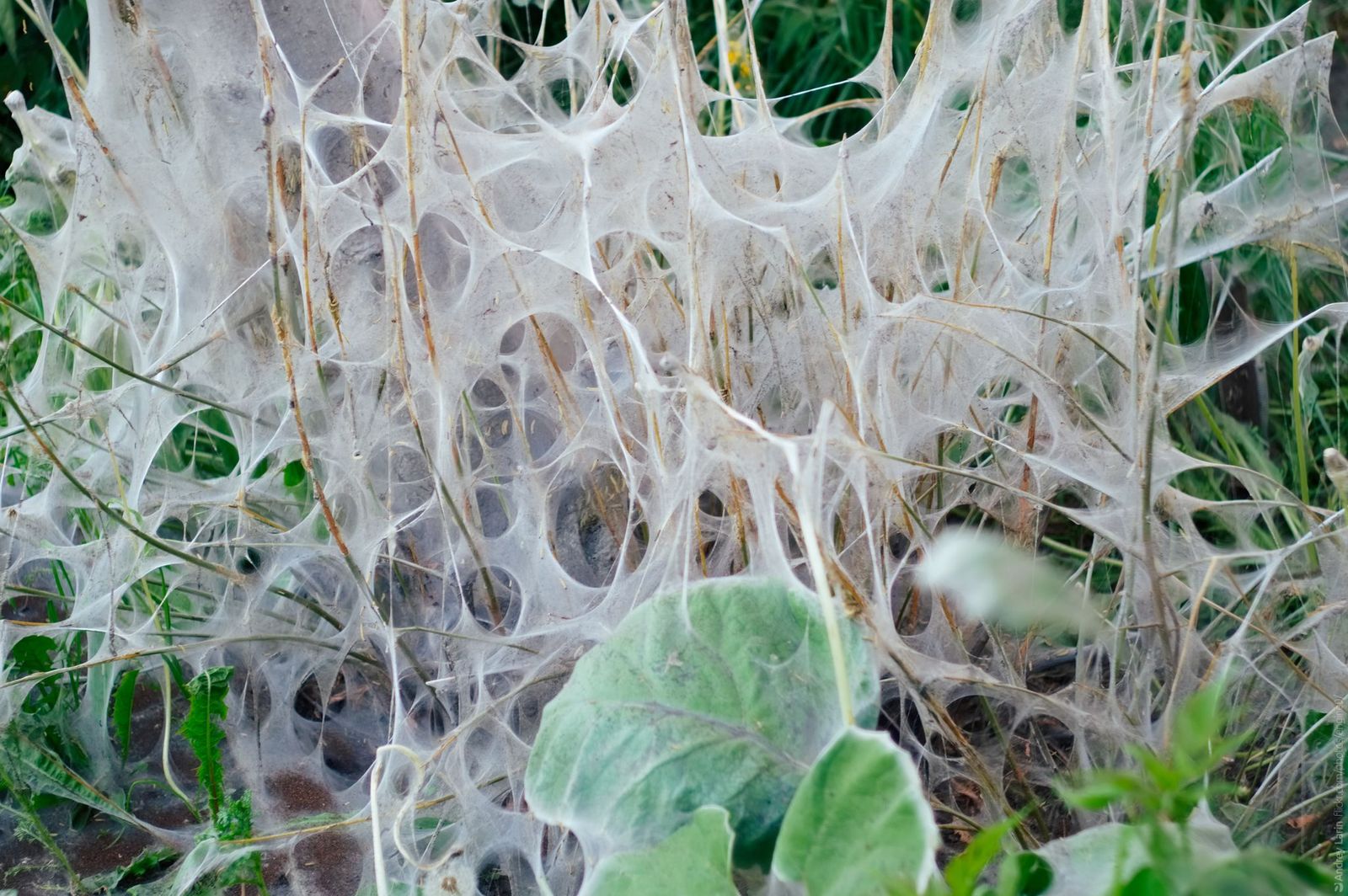 Fear and cobwebs in Arkhangelsk - My, Insects, Moth, Arkhangelsk, Web, Horror, Bird cherry, Caterpillar, Longpost