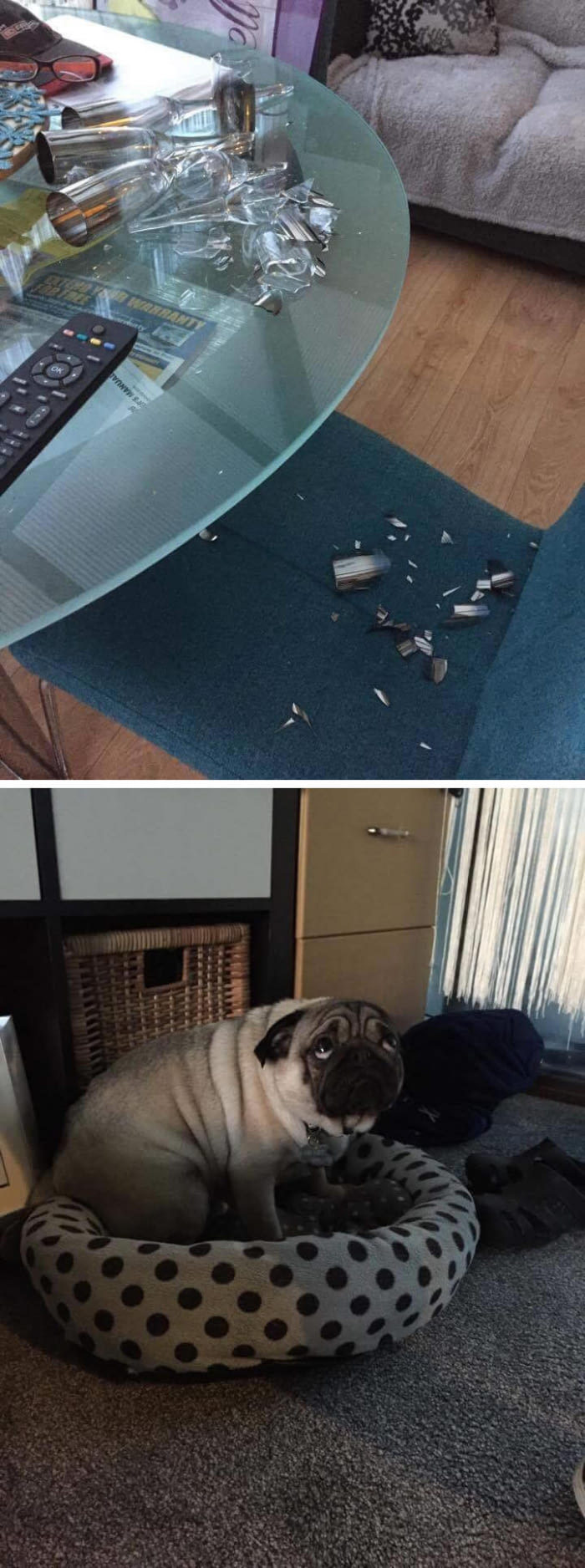 The most guilty pug in the world - Pug, Dog, Guilt, Not mine, Longpost