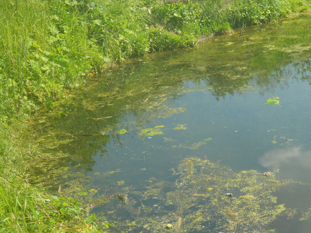 Cleaned the shore of the pond part 2 - My, The photo, Longpost, Chistoman, Garbage, Year of Ecology