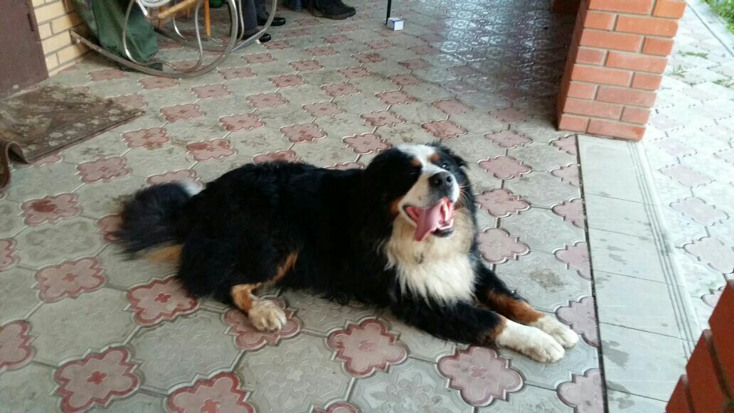 The boy is looking for a kind and loving family - In good hands, , Puppies, , Dog, Sheepdog, , 