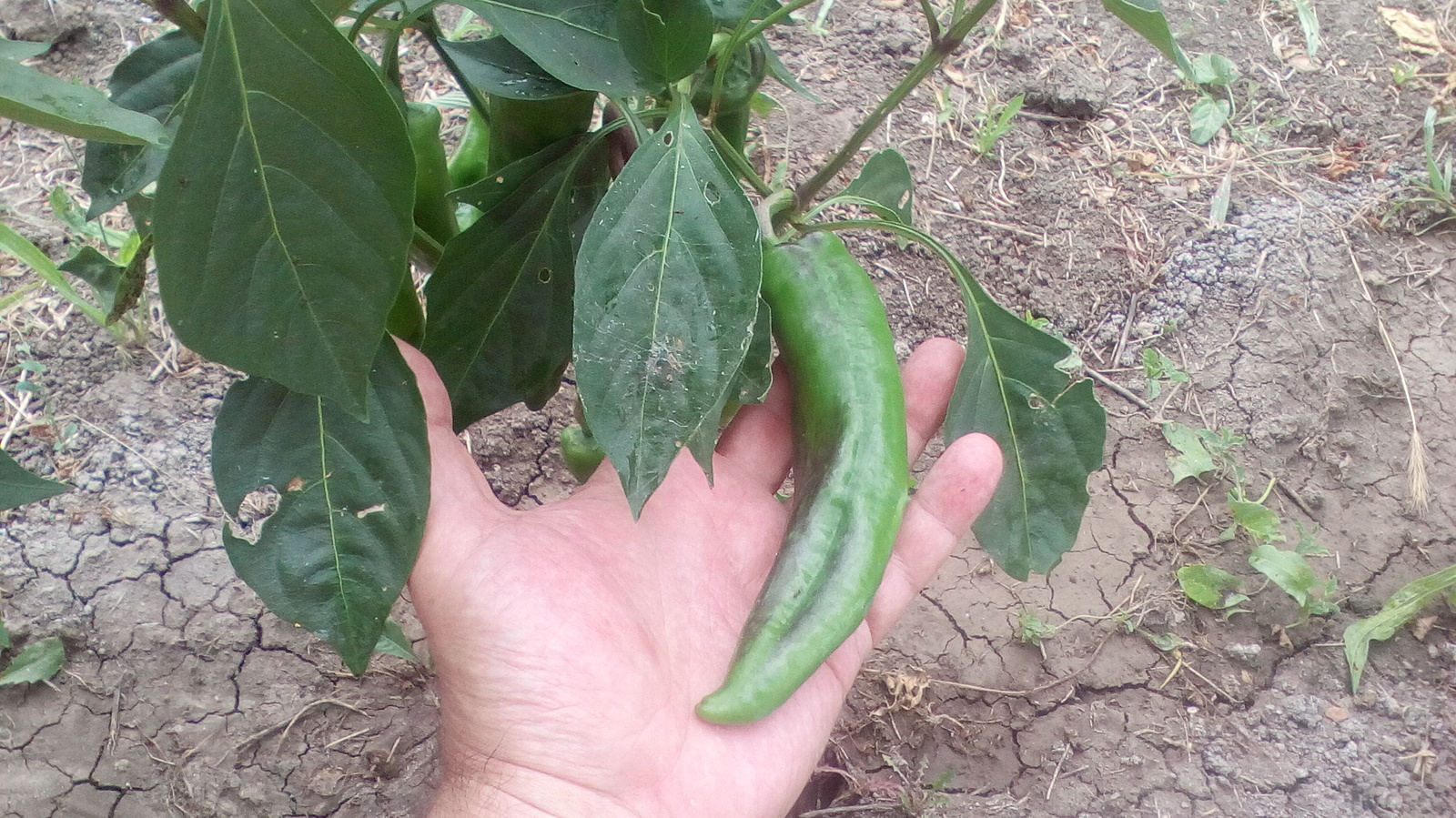 jalapeno - My, Pepper, , , Longpost