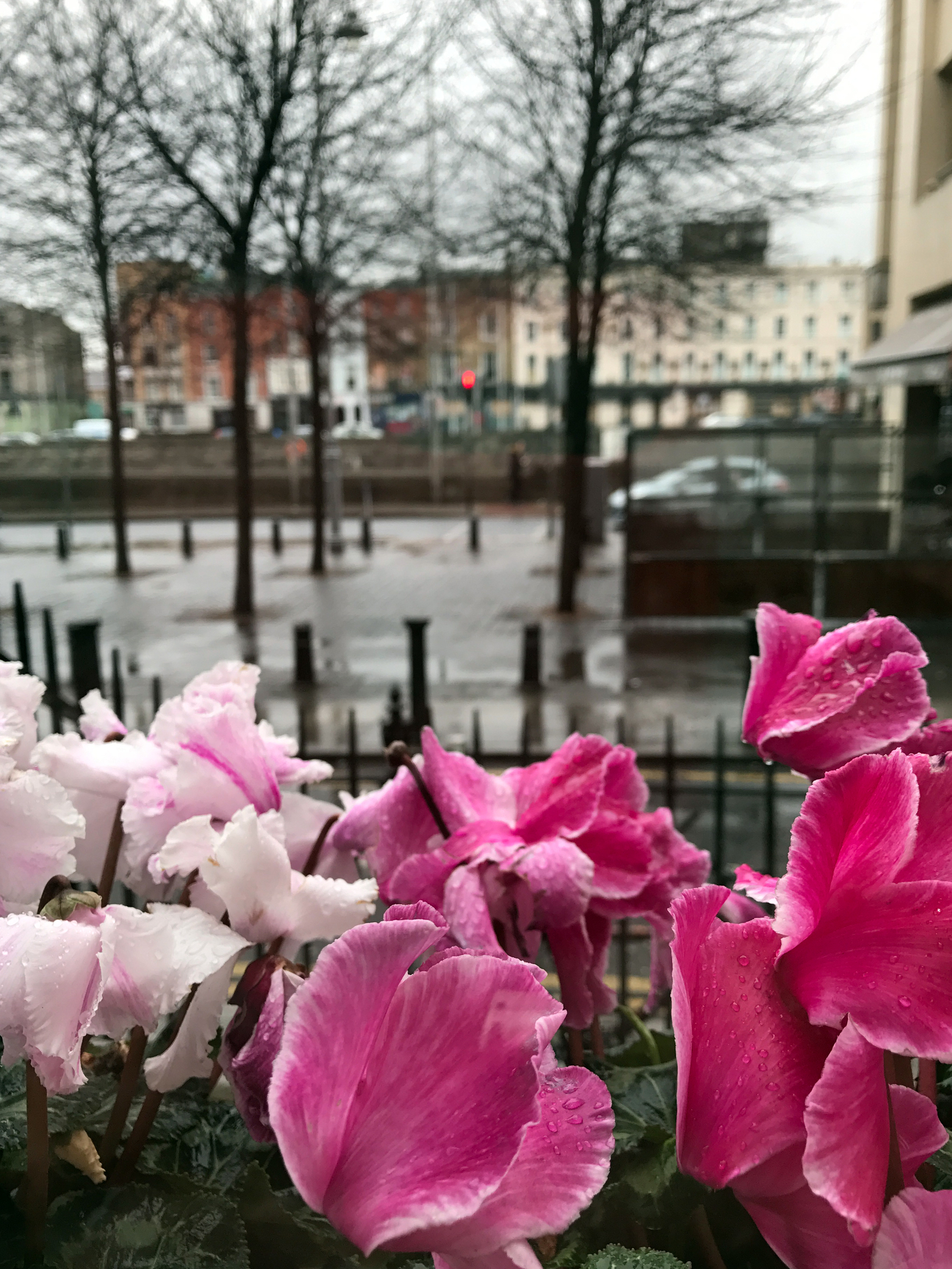 Ireland. Language school, family life, sheep - My, Dublin, Ireland, Cloth, Town, Architecture, Longpost