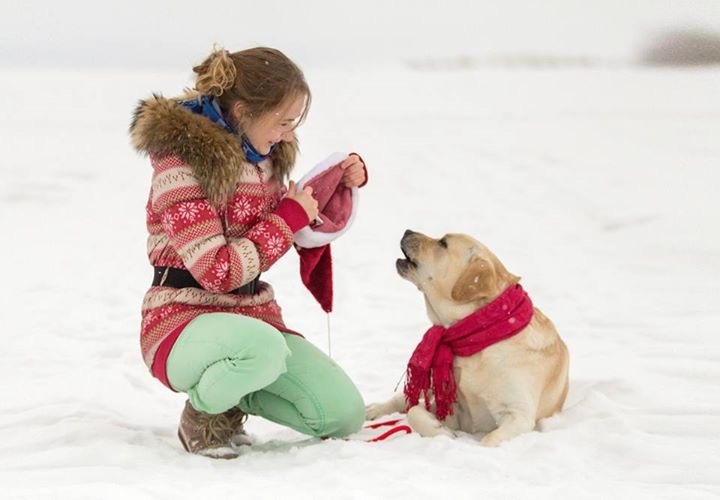 Trying to put a hat on a Labrador... - My, Labrador, New Year, Longpost, Fail, 