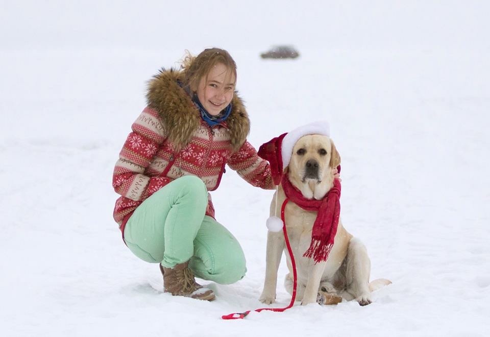 Trying to put a hat on a Labrador... - My, Labrador, New Year, Longpost, Fail, 