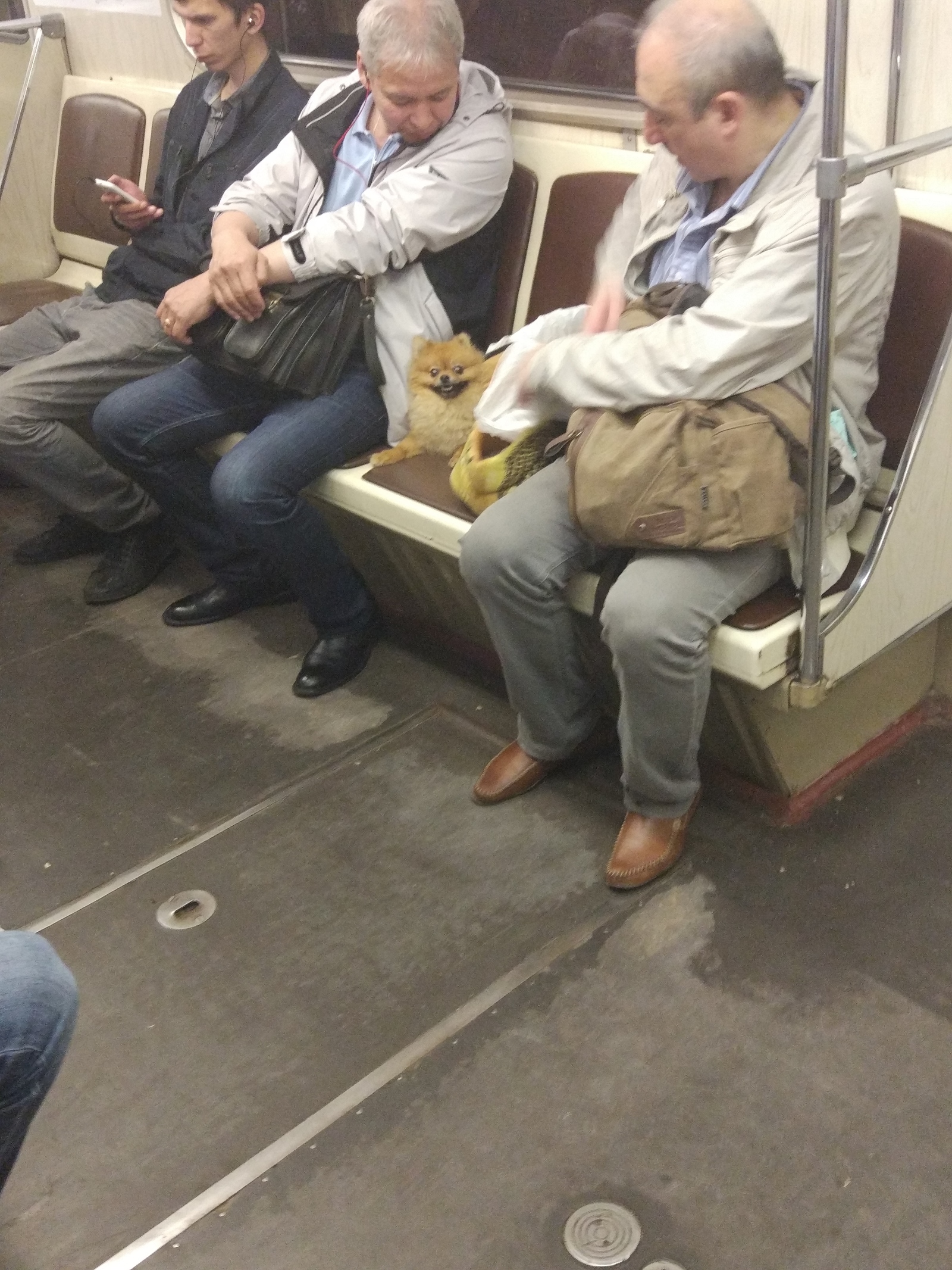 Suddenly in the subway - My, Metro, Dog, Spitz, Sight, Longpost