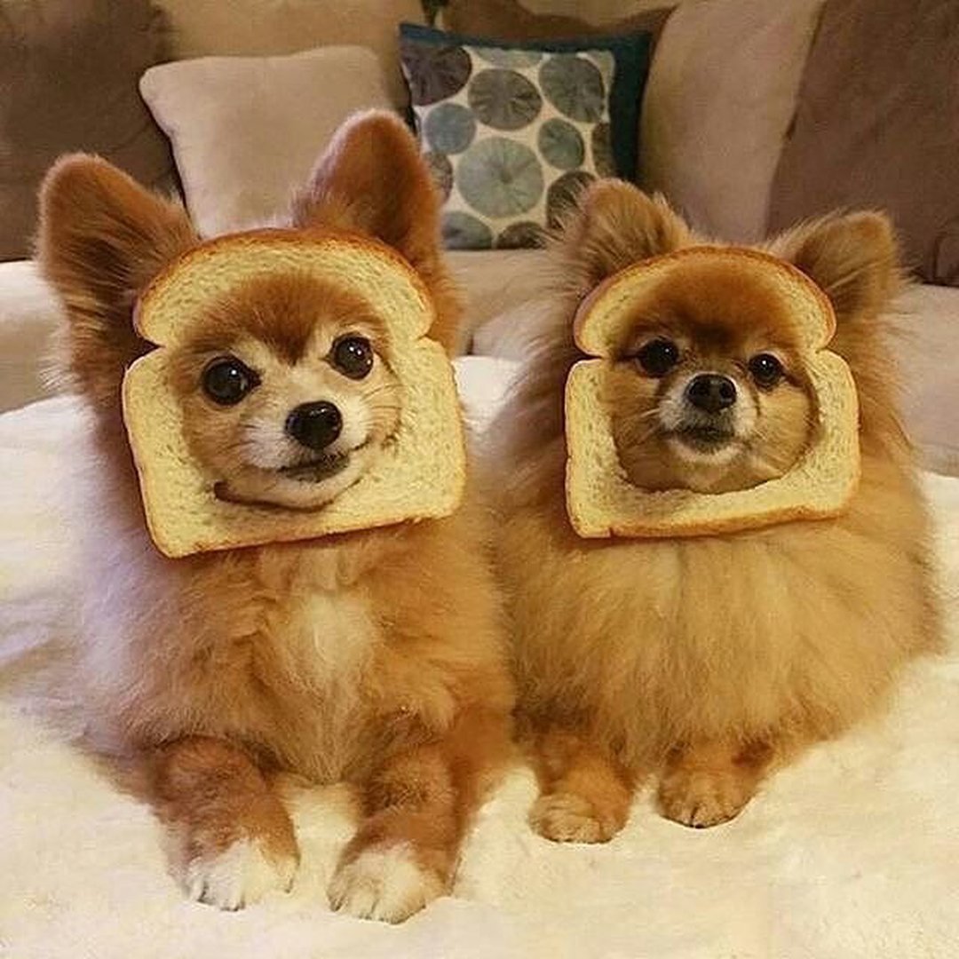 Toast is ready - Toast, Dog, Milota