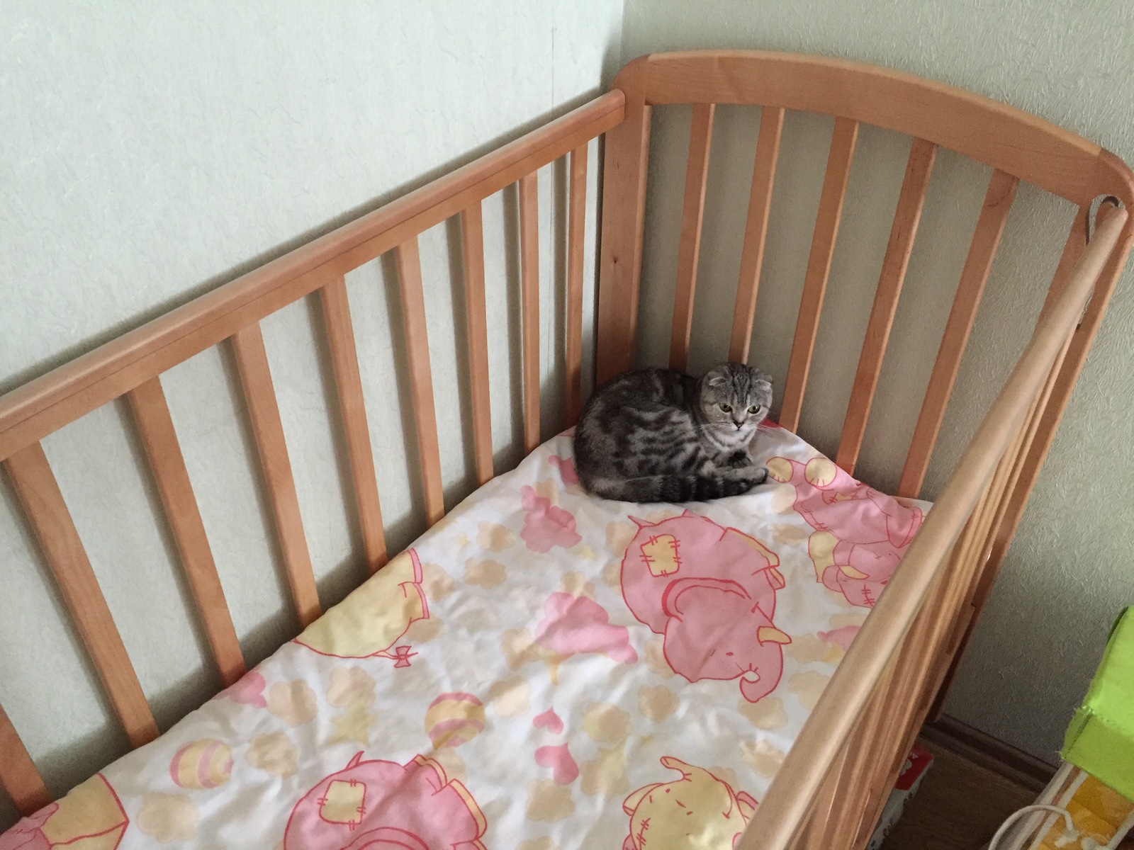 Grandmother's daughter, and the cat guards the mistress's bed - My, Scottish lop-eared, Baby bed, cat