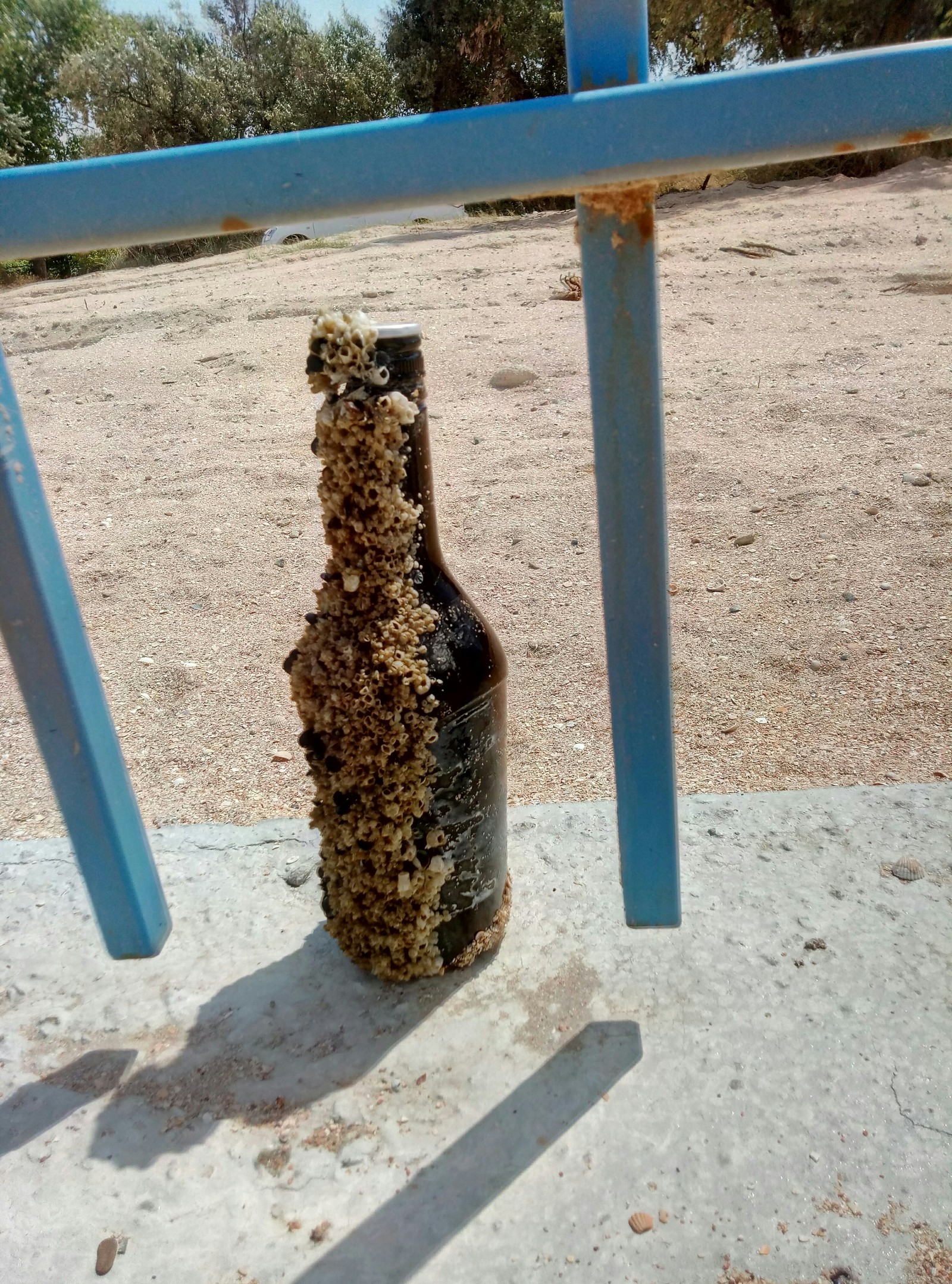 bottle in the sea - My, Bottle, Sea, Garbage, Coral, Trypophobia