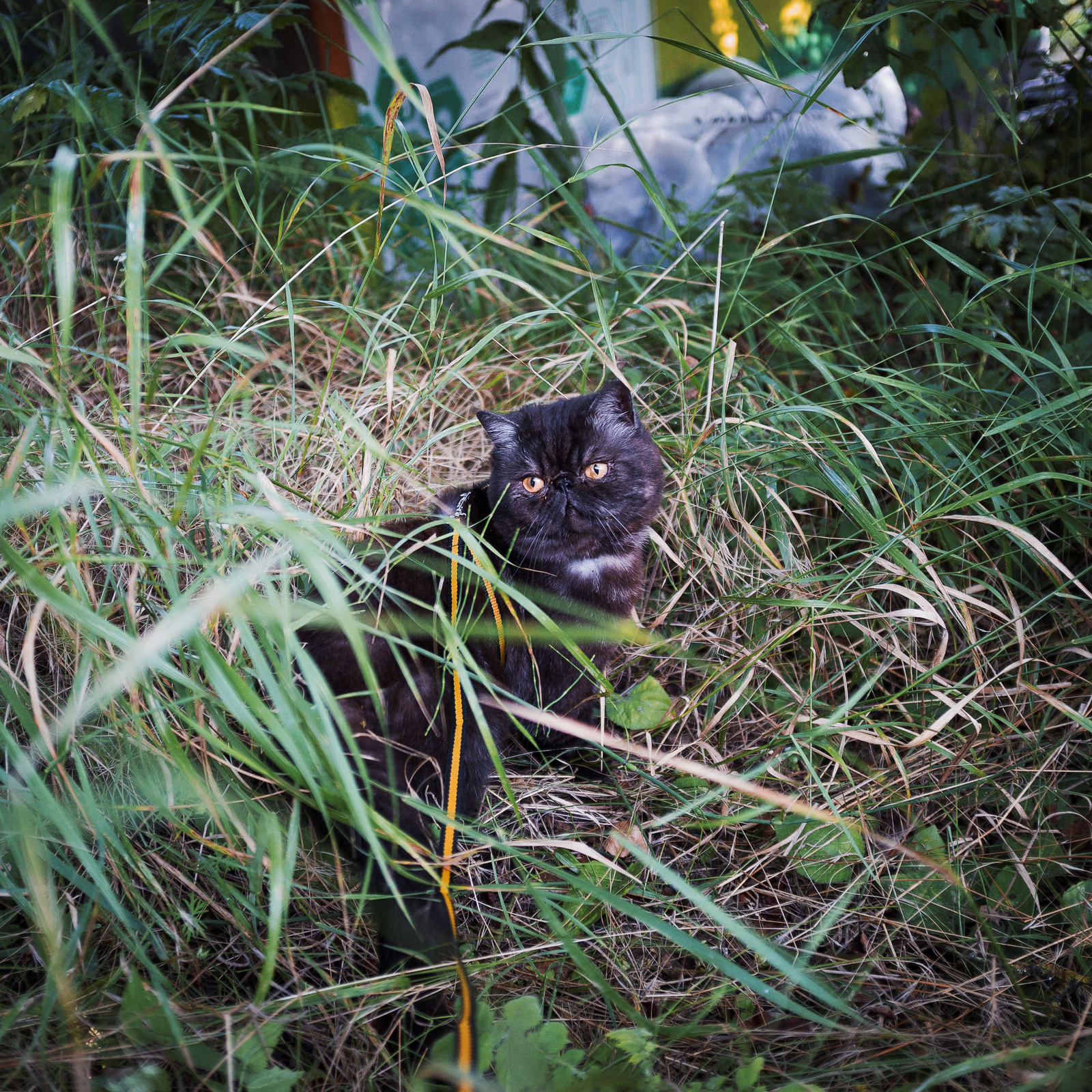 Хороший день кота пельменя... - Моё, Кот, Кошки и котята, Няша, Животные, Котомафия