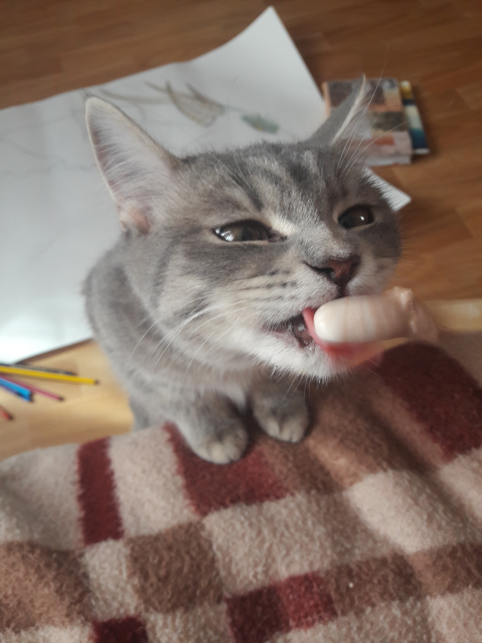 They say that they love cats here just like this gray lump loves ice cream. - cat, Ice cream, Nothing extra