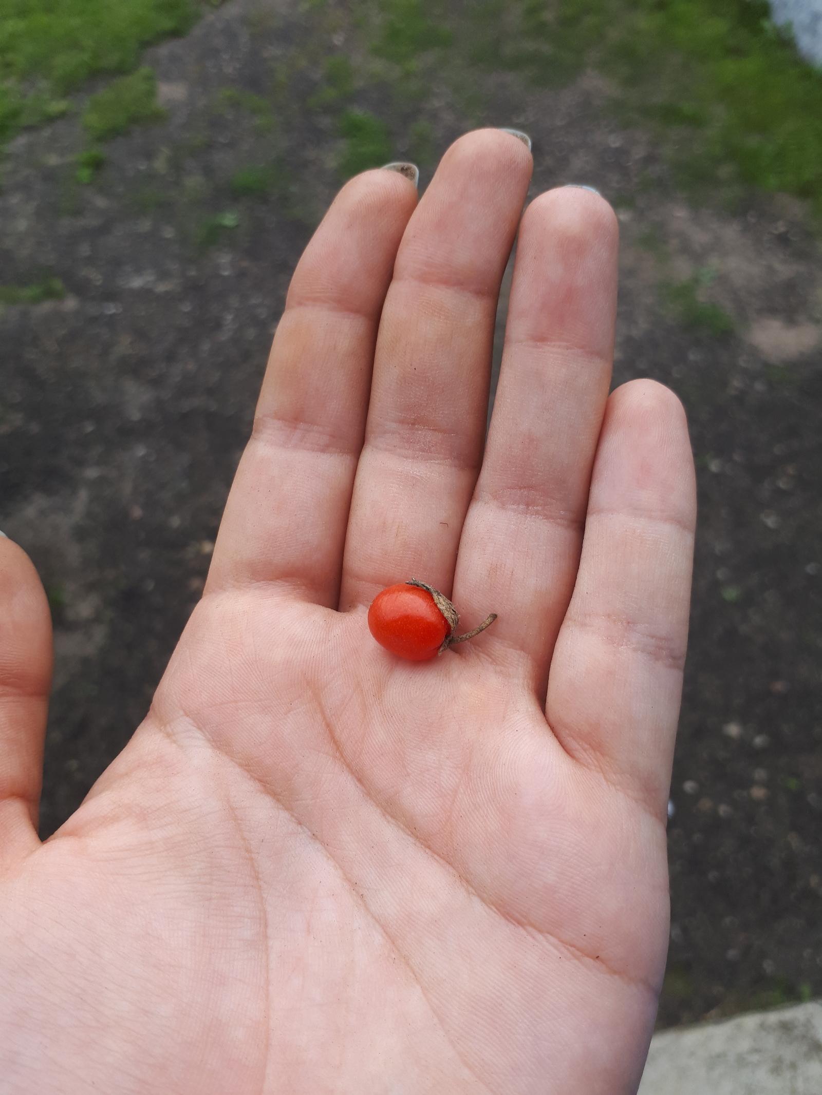 Oh, and wonderful tomatoes will be this summer in Belarus - My, Tomatoes, , Republic of Belarus, Summer