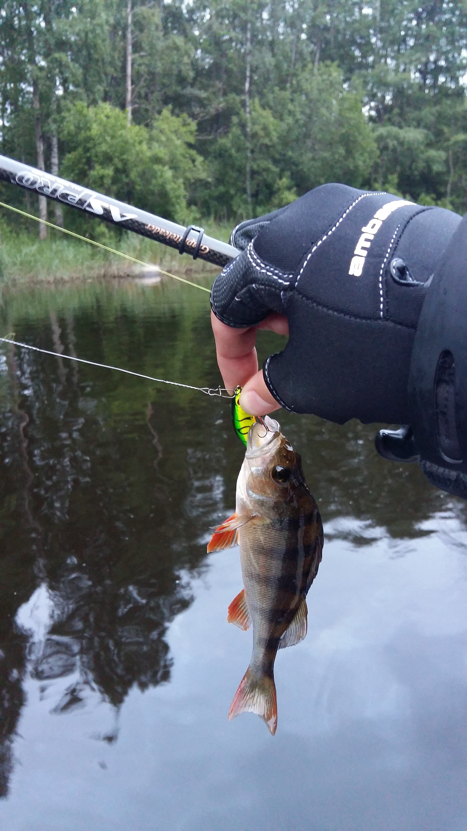 Vuoksa in beckleness, a few photos and a test video - My, Fishing, Sport fishing, Hunting and fishing, Lake Vuoksi, Perch, , Video, Longpost