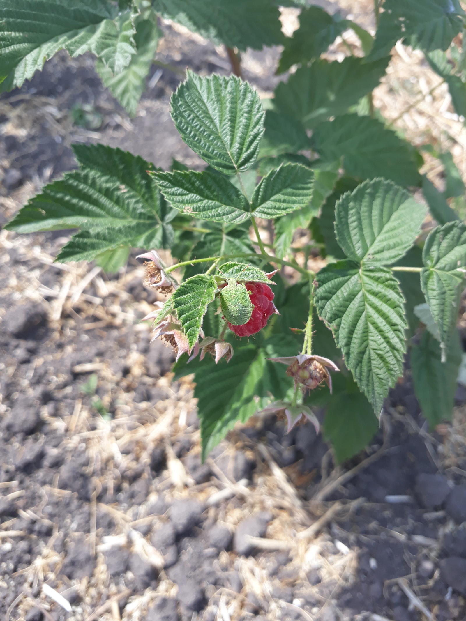 The real taste of summer - My, Raspberries, Bedbugs, Yummy