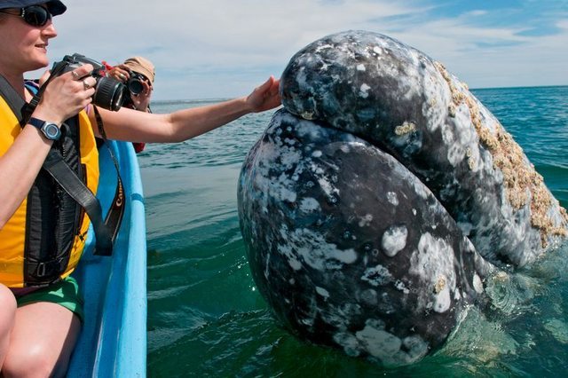 Gray whales in the Mexican lagoon proved that they are no worse than dolphins (6 photos) - Whale, The photo, A selection, Longpost