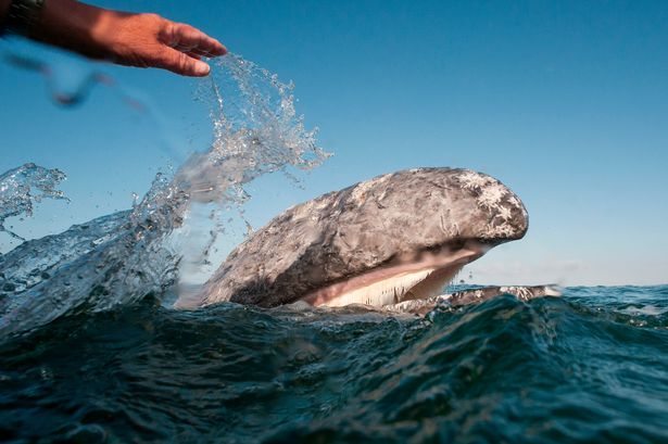 Gray whales in the Mexican lagoon proved that they are no worse than dolphins (6 photos) - Whale, The photo, A selection, Longpost