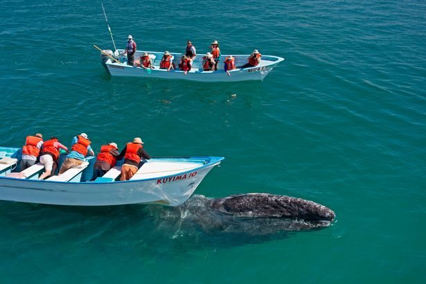 Gray whales in the Mexican lagoon proved that they are no worse than dolphins (6 photos) - Whale, The photo, A selection, Longpost