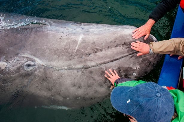 Gray whales in the Mexican lagoon proved that they are no worse than dolphins (6 photos) - Whale, The photo, A selection, Longpost