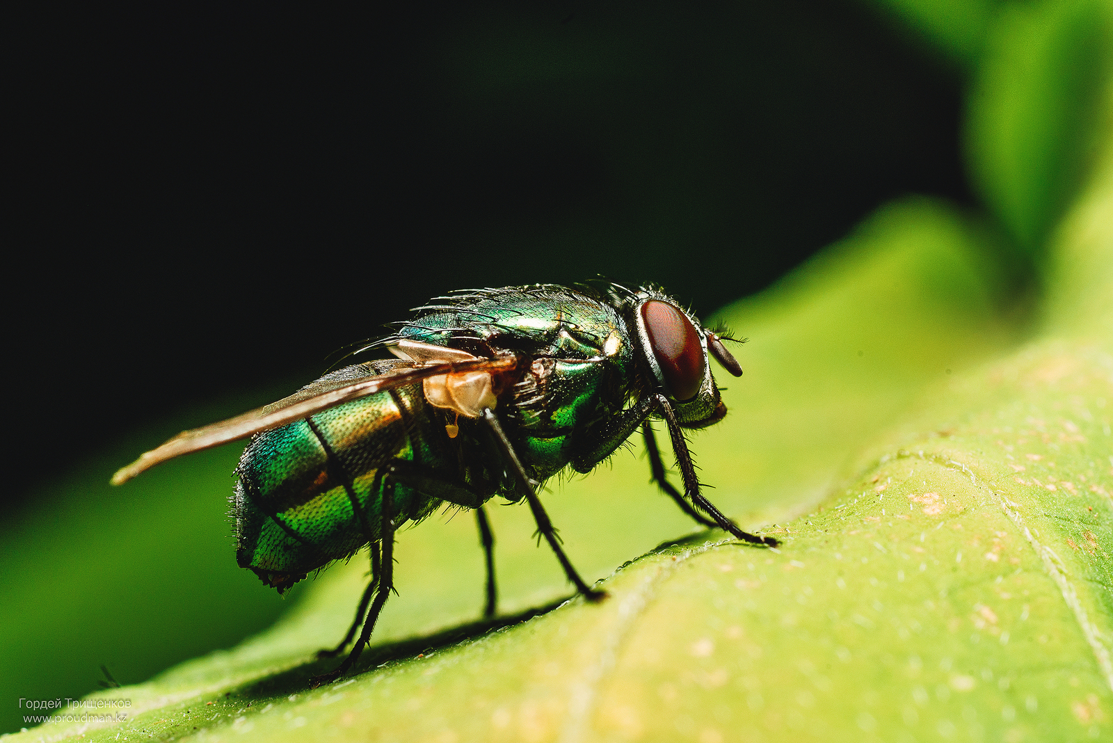 summer, heat, insects - My, Macro, The photo, Nikon, Sigma, Uralsk, Kazakhstan, Dacha, Spider, Longpost, Macro photography