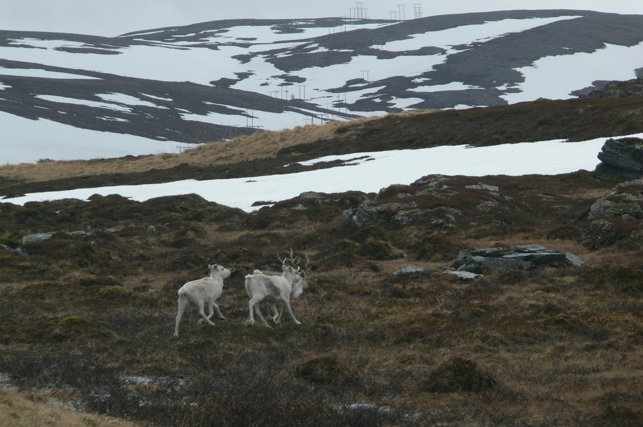 Northern Norway - My, Norway, The photo, Sea, The mountains, Reindeer, Longpost, , wildlife