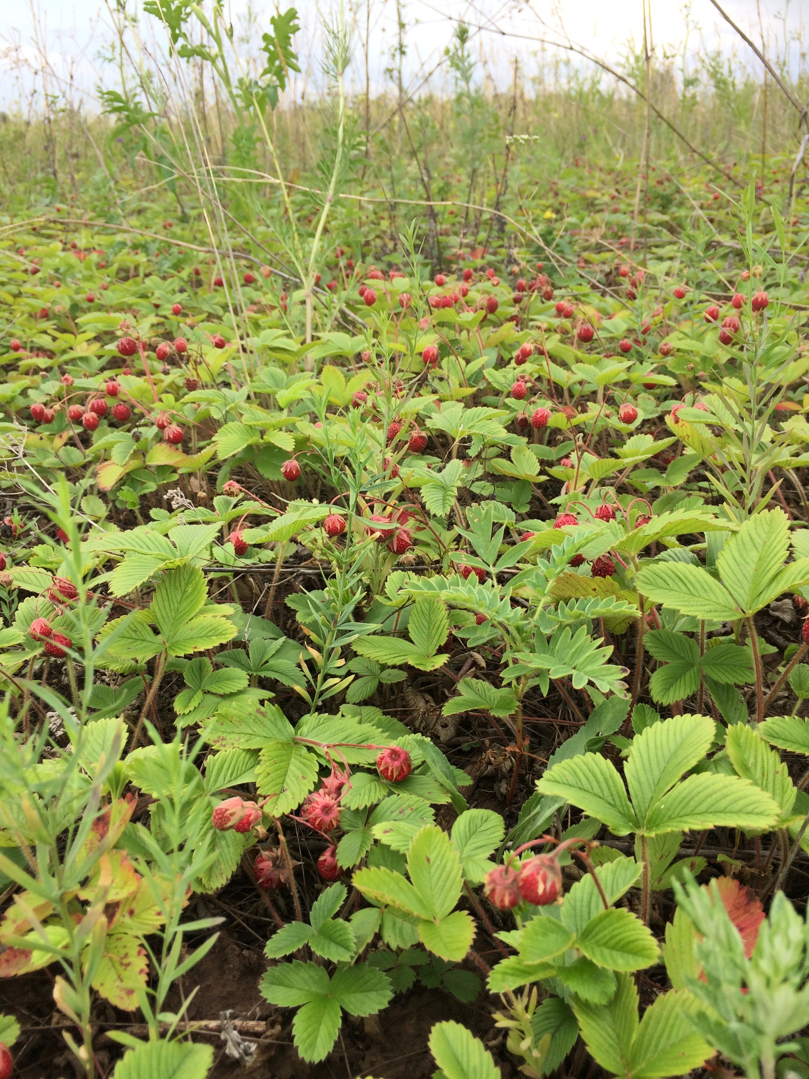 By berry. - My, Berries, Leisure, Strawberry, Longpost, Strawberry (plant)