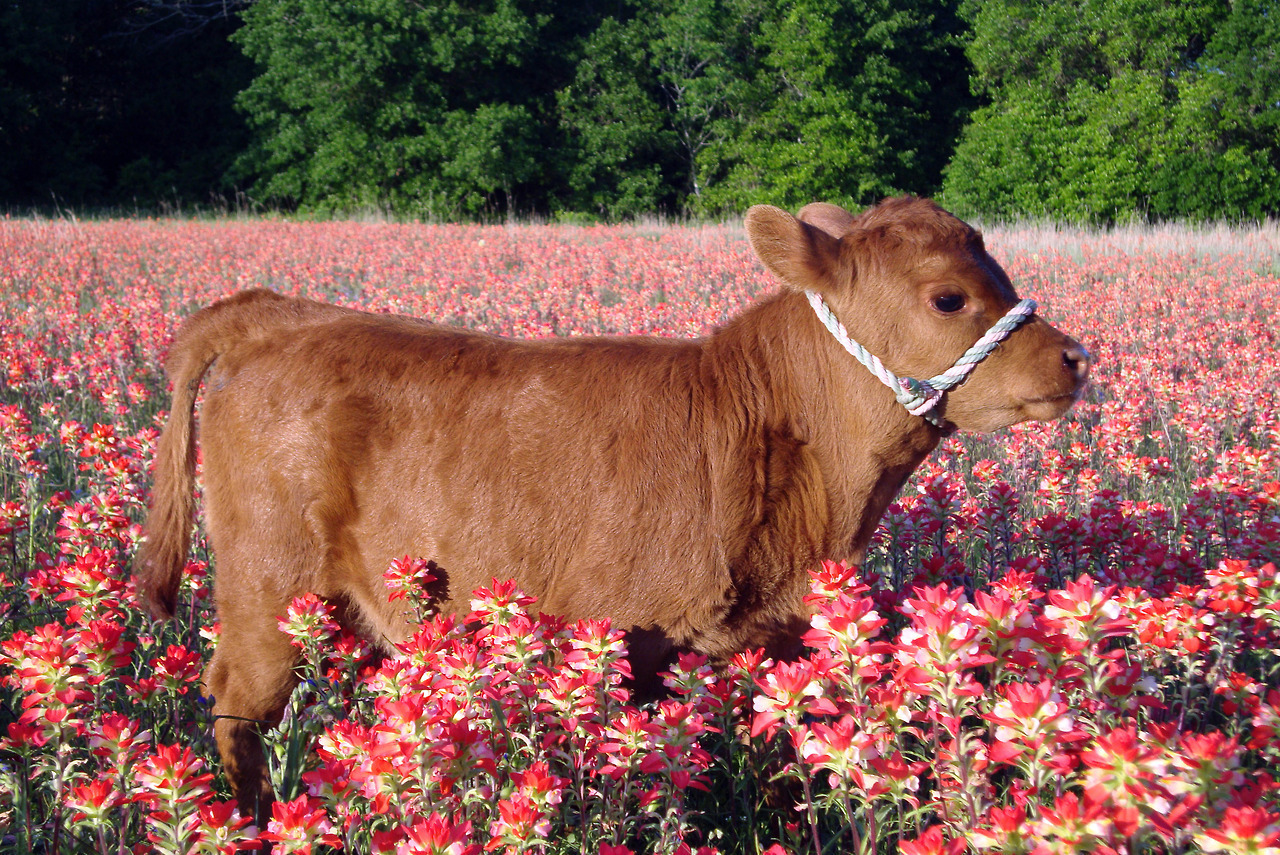 Heifers in flowers. - Cow, Meadows, Longpost, Flowers