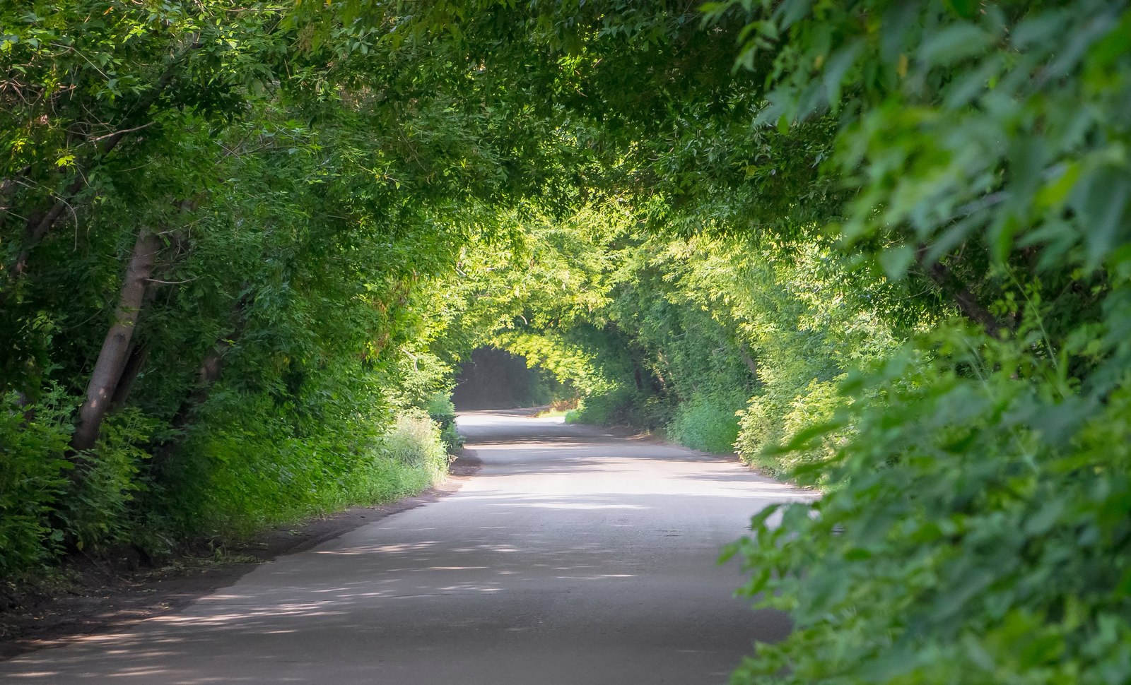 Green tunnel - Obges, Nature, beauty, Novosibirsk, Russia, beauty of nature, Tunnel, Tunnel