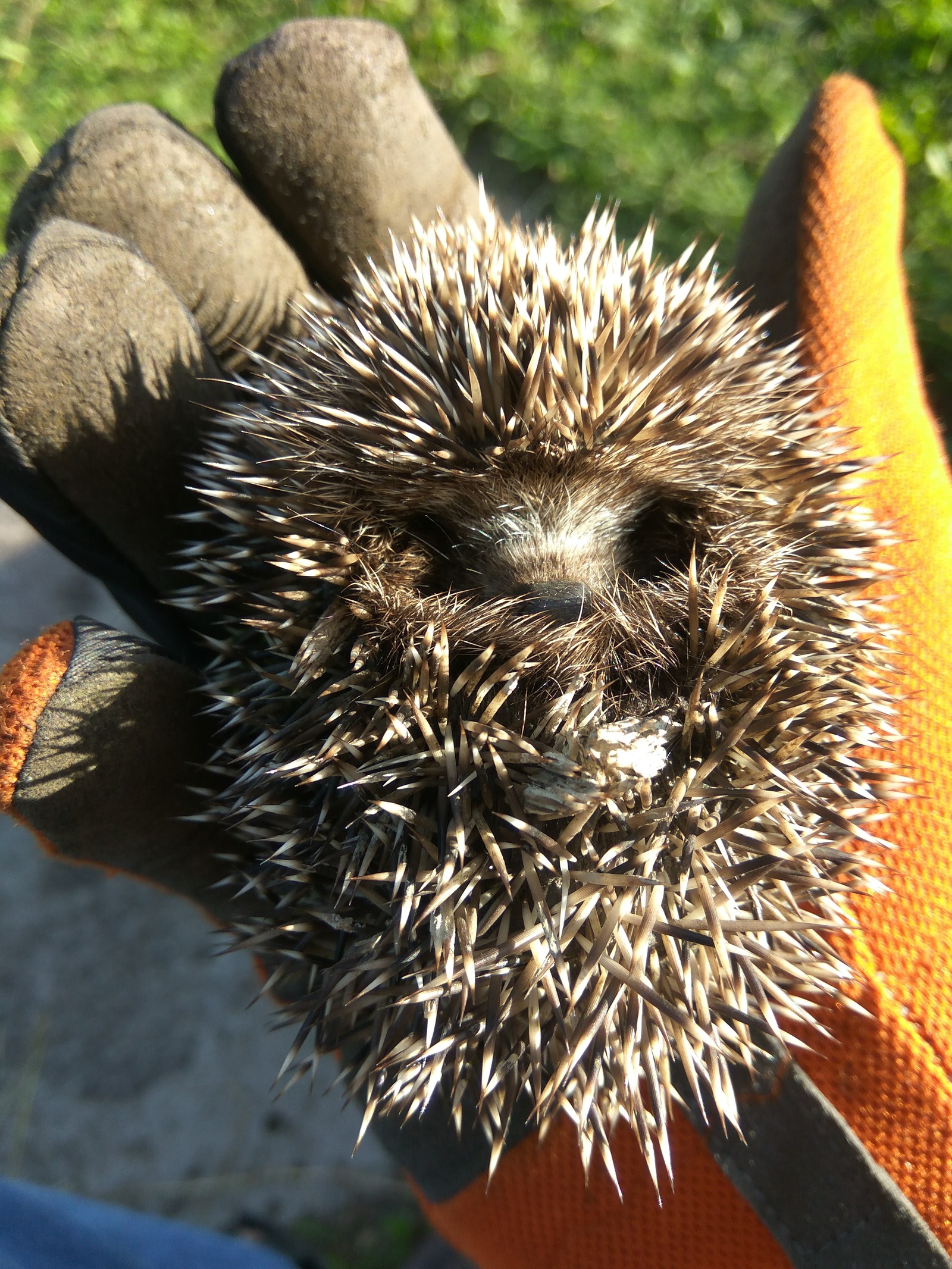 In a wave about hedgehogs - My, Hedgehog, Trifle, Video, Longpost