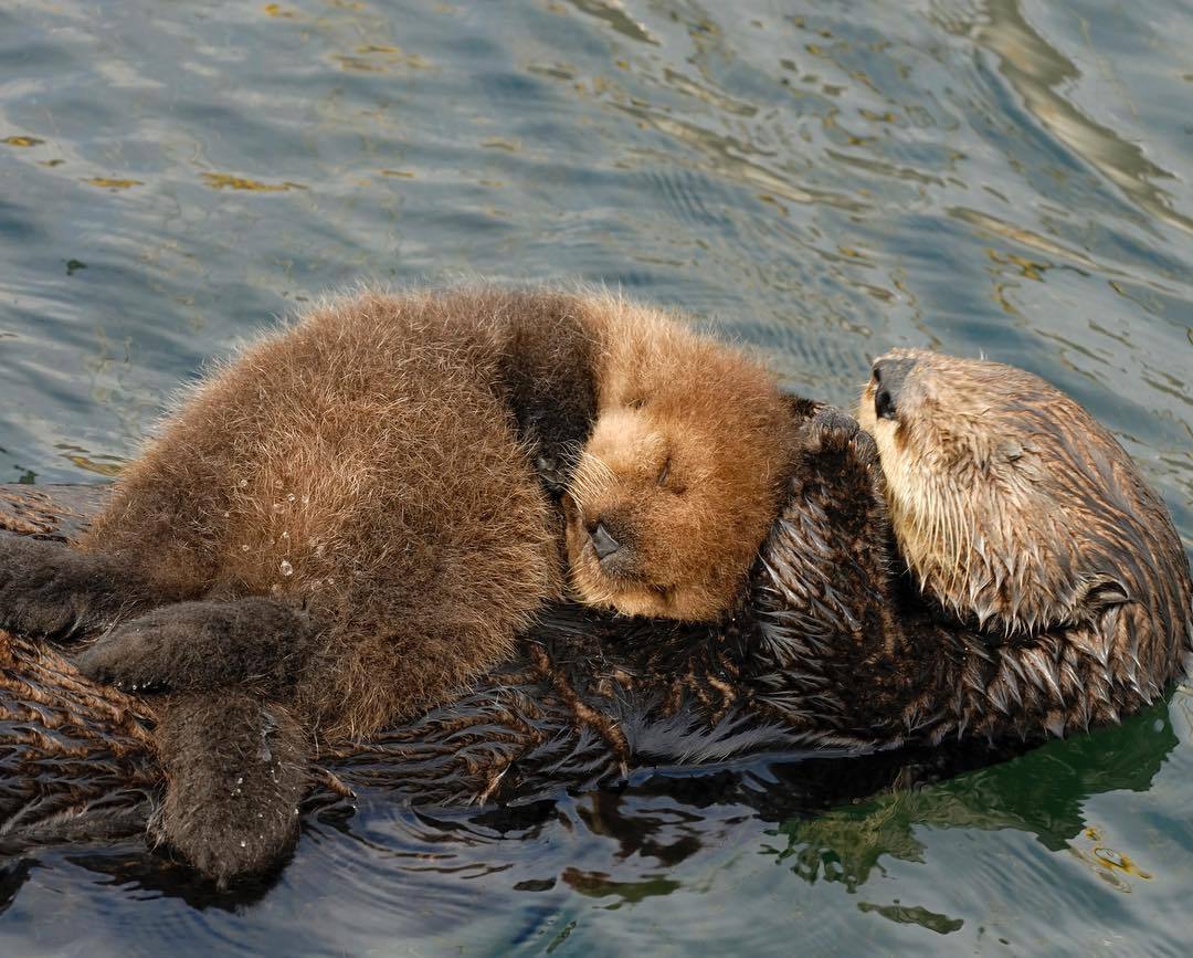 Time to rest - Otter, Otters, Milota, Animals, Sea otter