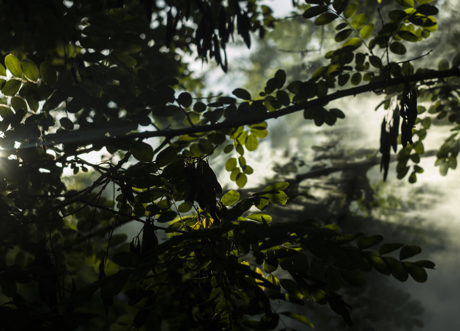 Some photos of the forest - My, Canon 7d, Helios, Forest, Leaves, Mushrooms, Longpost, Helios