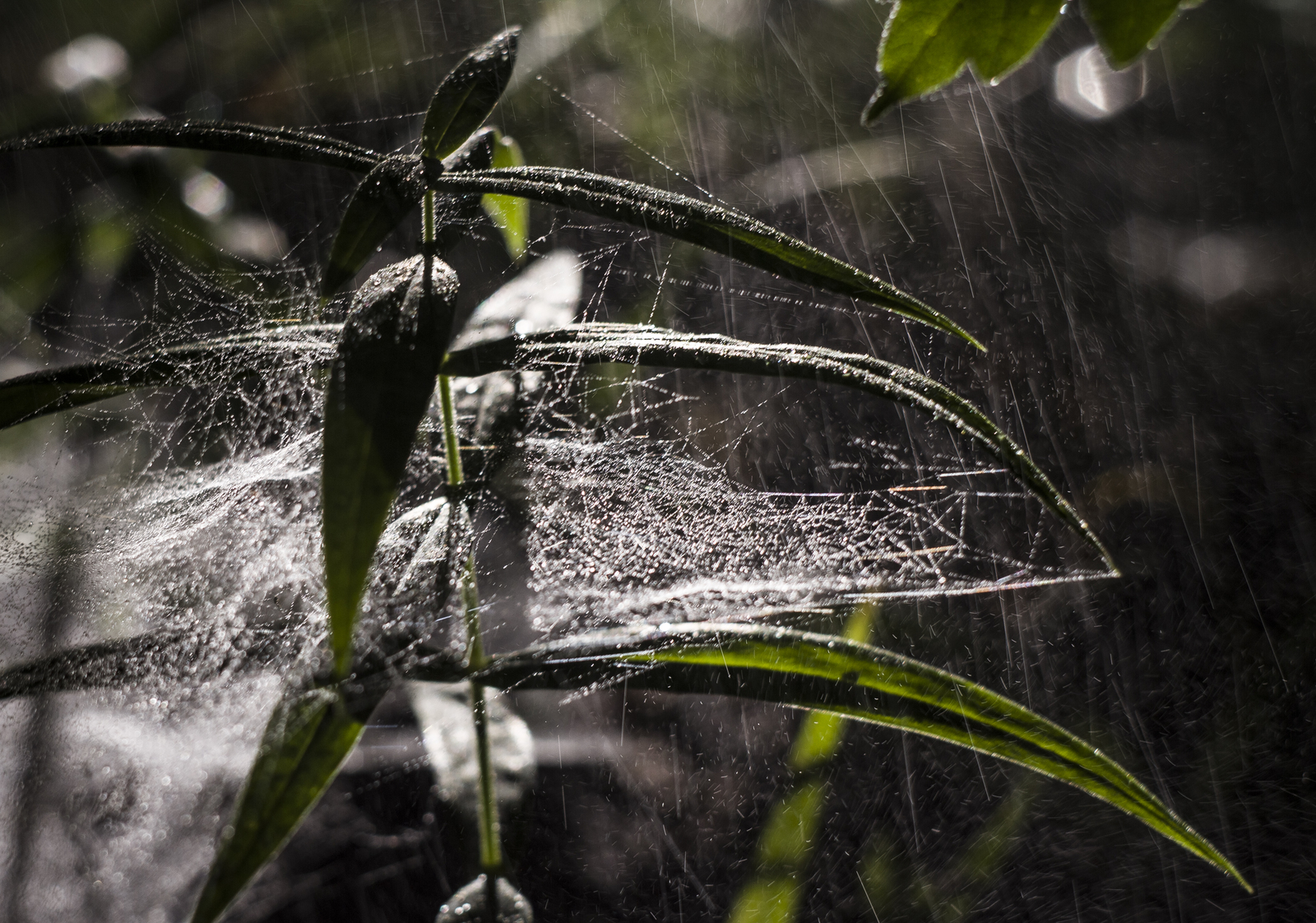 Some photos of the forest - My, Canon 7d, Helios, Forest, Leaves, Mushrooms, Longpost, Helios