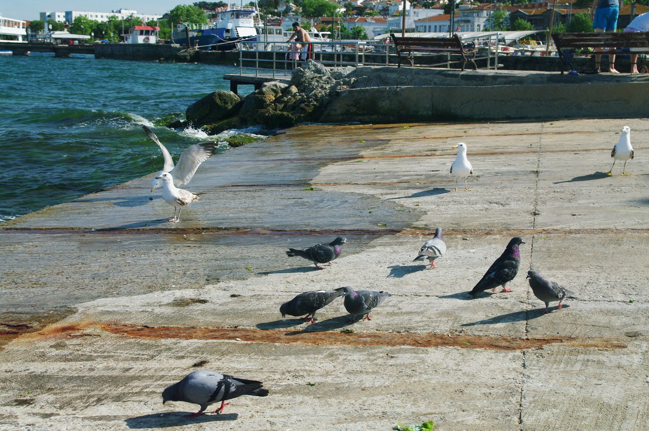 Istanbul, day two. - My, Istanbul, Turkey, Tourism, The photo, Travels, Ferry, Princes' Islands, , Longpost