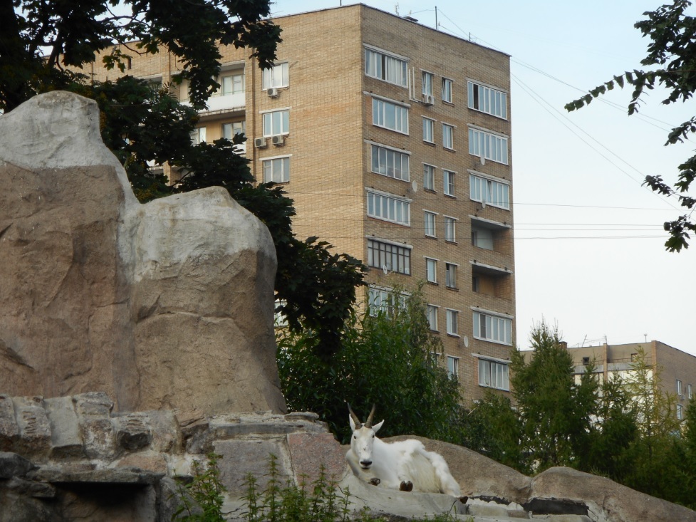 Photo riddle (goat and nine-story building). - My, Photo puzzle, Travels