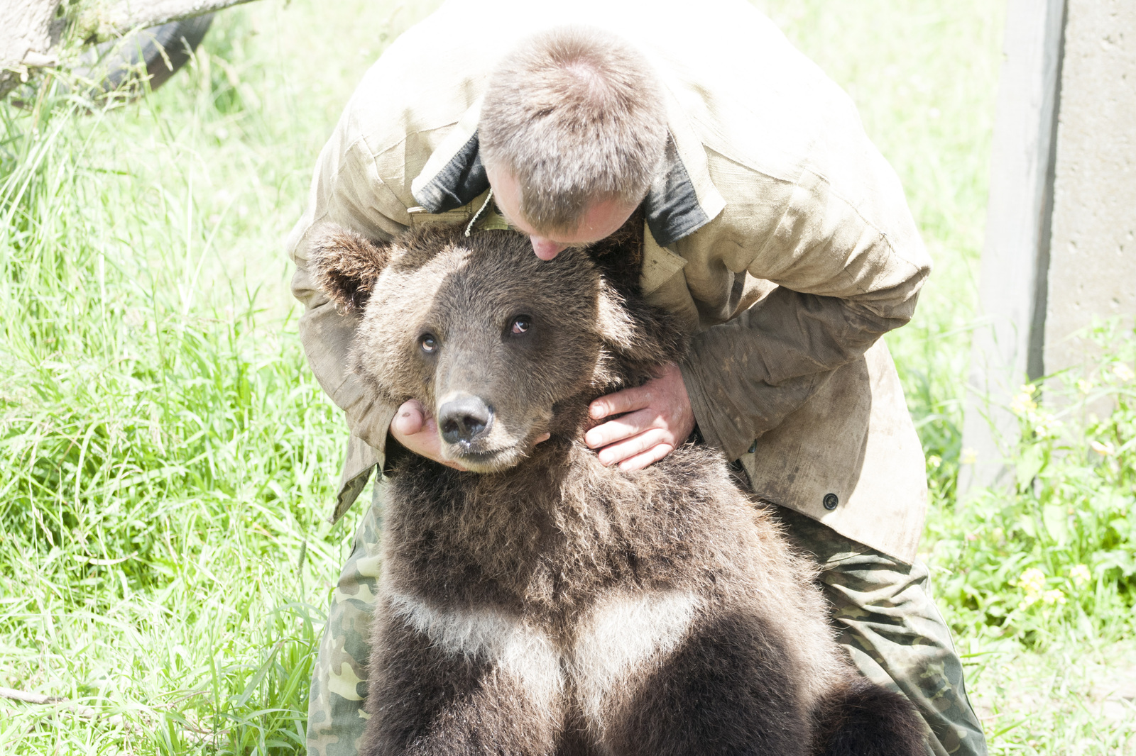 AeroBear, please love and favor - My, Bear, , Mansour, Longpost, The Bears