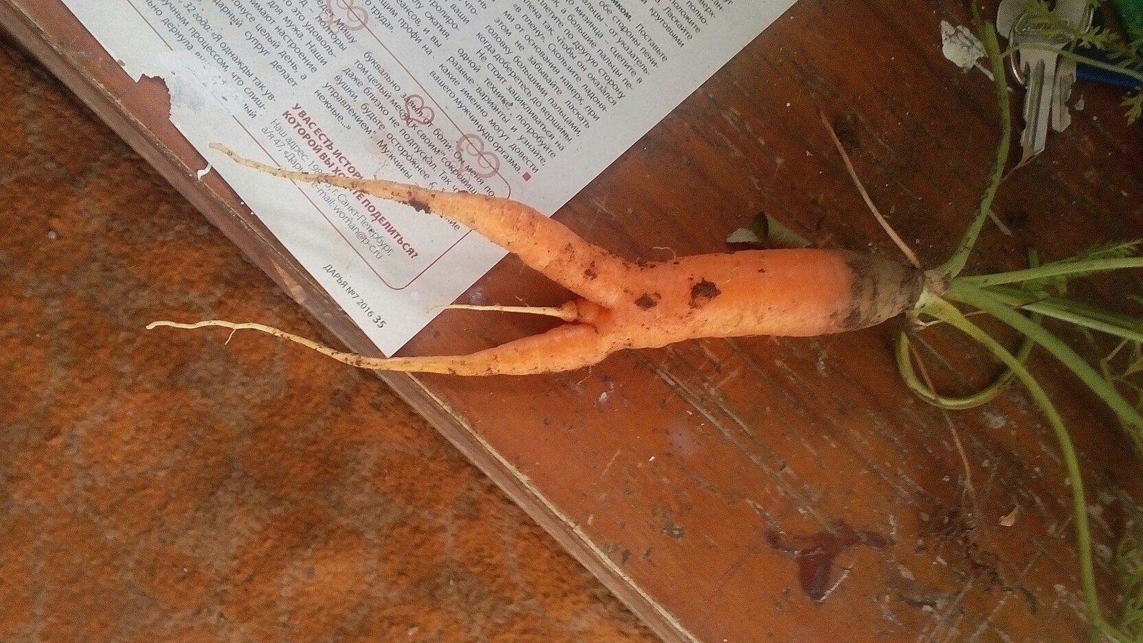 Strange Carrot... - My, Carrot, First post, Vulgarity